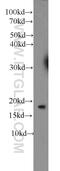 40S ribosomal protein S25 antibody, 23599-1-AP, Proteintech Group, Western Blot image 