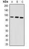 Glycerol-3-Phosphate Acyltransferase, Mitochondrial antibody, orb341128, Biorbyt, Western Blot image 