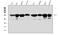 UPF1 RNA Helicase And ATPase antibody, PB9842, Boster Biological Technology, Western Blot image 