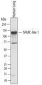 SPARC Like 1 antibody, AF2728, R&D Systems, Western Blot image 