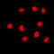 GATA Binding Protein 4 antibody, LS-C353987, Lifespan Biosciences, Immunofluorescence image 