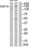 Chromatin Assembly Factor 1 Subunit A antibody, TA315007, Origene, Western Blot image 