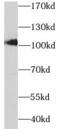 Sarcosine dehydrogenase, mitochondrial antibody, FNab07607, FineTest, Western Blot image 