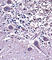 Natriuretic Peptide C antibody, abx027750, Abbexa, Western Blot image 