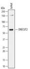 One cut domain family member 2 antibody, MAB6294, R&D Systems, Western Blot image 