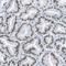 Dorsal Inhibitory Axon Guidance Protein antibody, HPA014302, Atlas Antibodies, Immunohistochemistry paraffin image 