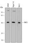Ring Finger Protein 2 antibody, AF6065, R&D Systems, Western Blot image 