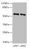 Zinc Finger Protein 689 antibody, orb26734, Biorbyt, Western Blot image 