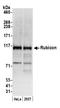Run domain Beclin-1 interacting and cystein-rich containing protein antibody, A302-569A, Bethyl Labs, Western Blot image 