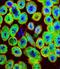 Jupiter Microtubule Associated Homolog 1 antibody, LS-C164943, Lifespan Biosciences, Immunofluorescence image 