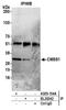 Cms1 Ribosomal Small Subunit Homolog antibody, A305-154A, Bethyl Labs, Immunoprecipitation image 