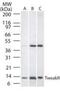 CD266 antibody, PA1-41232, Invitrogen Antibodies, Western Blot image 
