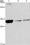 Cyclin Dependent Kinase 1 antibody, TA321398, Origene, Western Blot image 