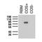 Potassium voltage-gated channel subfamily A member 5 antibody, 73-011, Antibodies Incorporated, Western Blot image 
