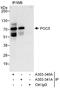 POC5 Centriolar Protein antibody, A303-341A, Bethyl Labs, Immunoprecipitation image 