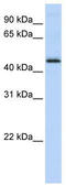 DEK Proto-Oncogene antibody, TA330027, Origene, Western Blot image 