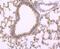 Fatty Acid Binding Protein 4 antibody, NBP2-66828, Novus Biologicals, Immunohistochemistry paraffin image 
