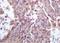 Homeobox C9 antibody, orb2164, Biorbyt, Immunohistochemistry paraffin image 