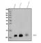 G Protein Subunit Gamma 4 antibody, A13925-1, Boster Biological Technology, Western Blot image 