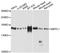 Inositol Polyphosphate Phosphatase Like 1 antibody, A10115, ABclonal Technology, Western Blot image 
