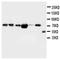 Fatty Acid Binding Protein 3 antibody, orb27551, Biorbyt, Western Blot image 