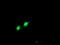 PHD Finger Protein 21B antibody, NBP2-00960, Novus Biologicals, Immunofluorescence image 