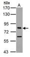 Transcription Factor 3 antibody, GTX109885, GeneTex, Western Blot image 