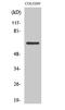 Coenzyme Q8A antibody, A32273-1, Boster Biological Technology, Western Blot image 