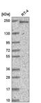 Polybromo 1 antibody, HPA059373, Atlas Antibodies, Western Blot image 