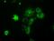 Nucleoside diphosphate kinase, mitochondrial antibody, GTX84032, GeneTex, Immunofluorescence image 