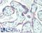 KiSS-1 Metastasis Suppressor antibody, LS-B15848, Lifespan Biosciences, Immunohistochemistry paraffin image 