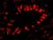 Splicing Factor 3b Subunit 2 antibody, IHC-00317, Bethyl Labs, Immunofluorescence image 