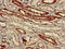 Pantetheinase antibody, orb400248, Biorbyt, Immunohistochemistry paraffin image 
