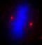 ALMS1 Centrosome And Basal Body Associated Protein antibody, A301-815A, Bethyl Labs, Immunofluorescence image 