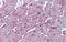 DC-STAMP Domain Containing 1 antibody, NBP1-59775, Novus Biologicals, Immunohistochemistry frozen image 