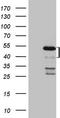 Homeobox protein Mohawk antibody, TA808466, Origene, Western Blot image 