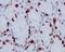 Histone Cluster 1 H1 Family Member E antibody, P06652, Boster Biological Technology, Immunohistochemistry frozen image 
