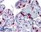 PCNA antibody, LS-B4230, Lifespan Biosciences, Immunohistochemistry paraffin image 