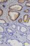 Serine Protease 8 antibody, MAB4599, R&D Systems, Immunohistochemistry frozen image 
