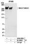 Melanoma inhibitory activity protein 3 antibody, A304-859A, Bethyl Labs, Immunoprecipitation image 