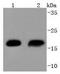 Heat shock protein beta-6 antibody, A07981, Boster Biological Technology, Western Blot image 