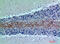 Complement C7 antibody, A00844, Boster Biological Technology, Immunohistochemistry paraffin image 