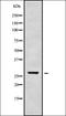 Homeobox protein TGIF2LX antibody, orb338389, Biorbyt, Western Blot image 