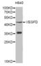 Vascular Endothelial Growth Factor D antibody, orb49096, Biorbyt, Western Blot image 