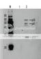 HIV-1 gp24 antibody, 65-005, BioAcademia Inc, Western Blot image 