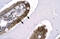 SNW Domain Containing 1 antibody, 27-539, ProSci, Immunohistochemistry paraffin image 