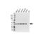 Survival motor neuron protein antibody, VMA00249, Bio-Rad (formerly AbD Serotec) , Western Blot image 