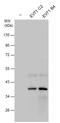 Enterovirus antibody, GTX132354, GeneTex, Western Blot image 