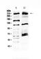 Mediator Complex Subunit 13 antibody, PA5-79654, Invitrogen Antibodies, Western Blot image 