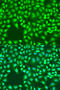 Beta-defensin 126 antibody, 16-313, ProSci, Immunofluorescence image 